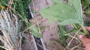 Основные компоненты зеленого настоя.