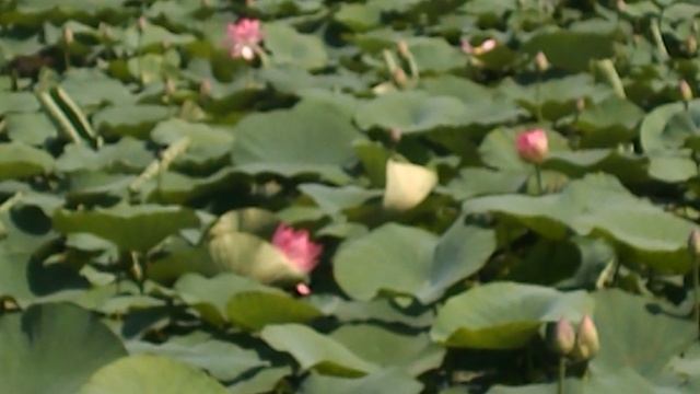 DSCN8189Лотосовый рай бассейн санатория ЛАГА июль 2025