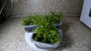 Погостемон хелфера