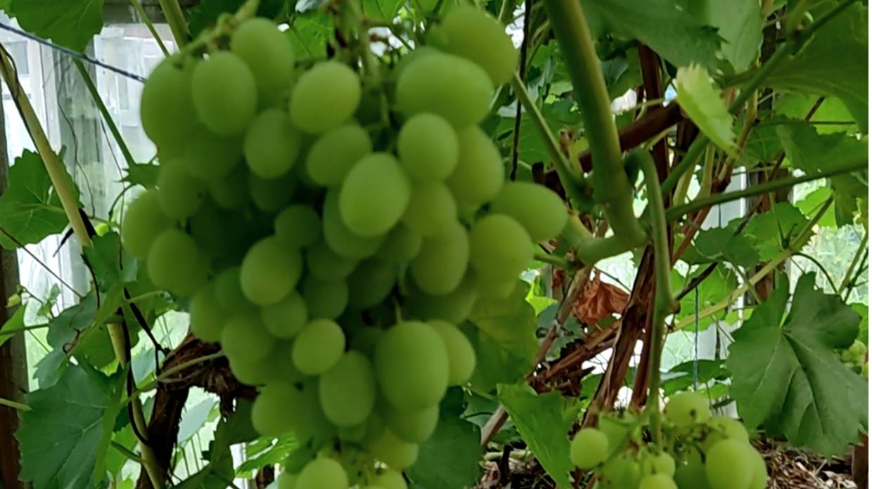 Виноград любит ЭНЕРГИЮ ФОТОНОВ Солнца! смотреть онлайн