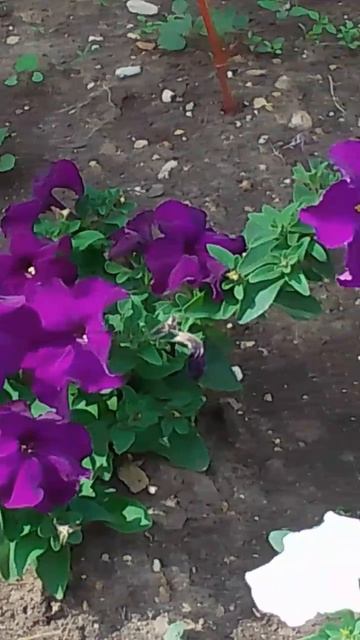 Фиолетовые мальвы на клумбе смотреть онлайн