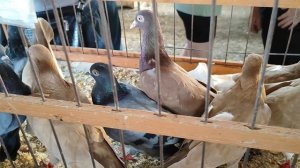 13.07.2025г Ярмарка ст.Бронницы ч.1