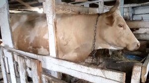 Захромала Герда/Погром на кухне и Площадка для зерна