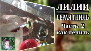 Серая гниль на лилиях. Часть 2. Как и чем лечить лилии