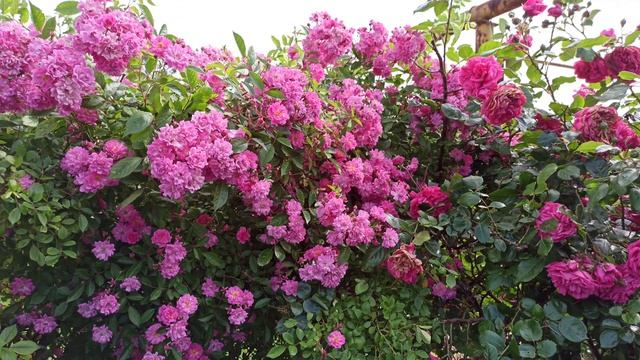 Красивая роза Вартбург! смотреть онлайн