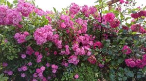 Красивая роза Вартбург!