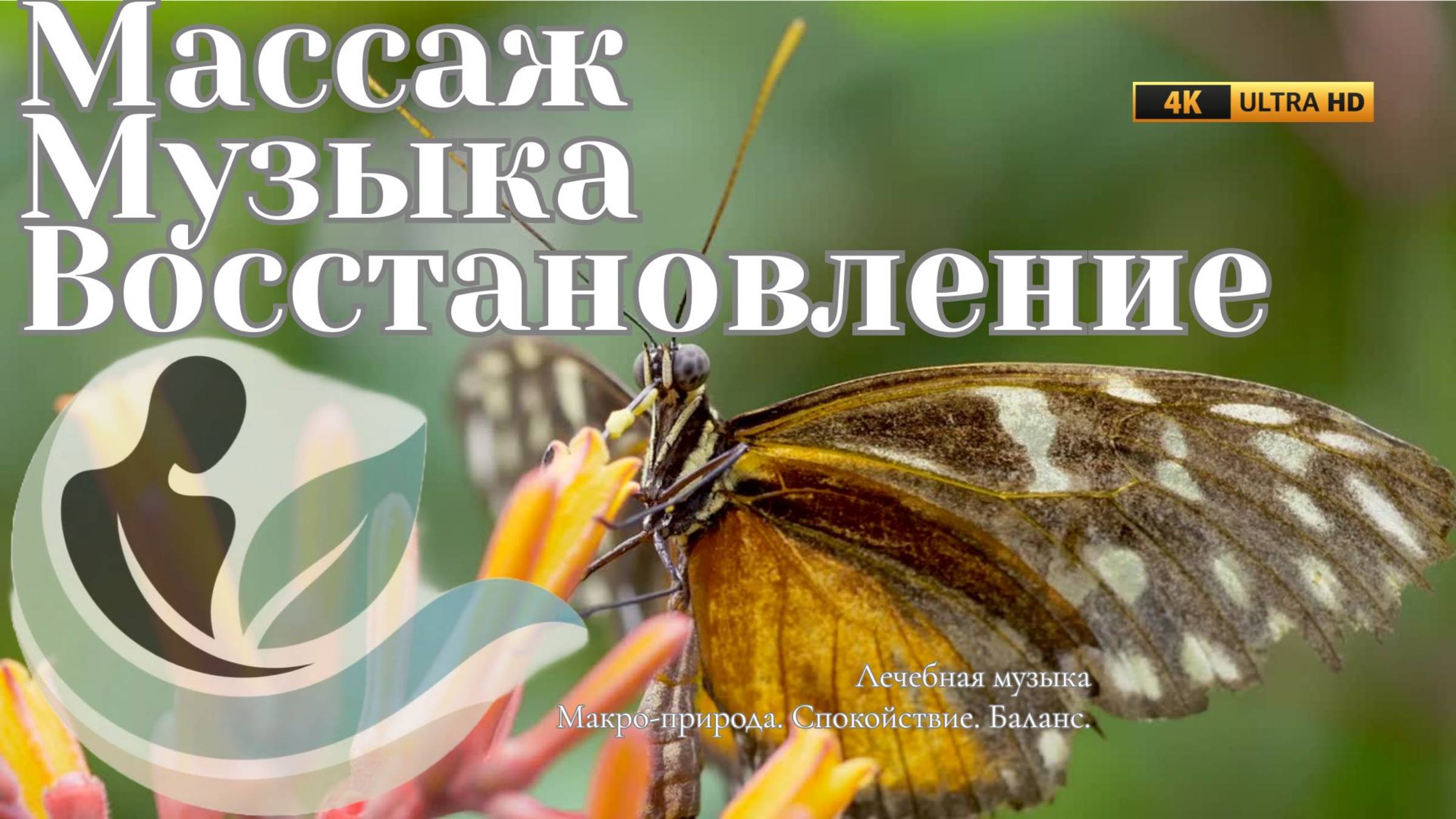 Почему эта бабочка такая красивая?