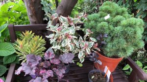 Прогулка по южному саду ранним утром. Обзор новых растений. 13.07.2025.