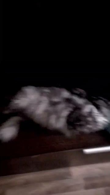 Котенок Барсик и кошка Ксюша изнывают от жары.