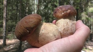 Я ИХ НАШЁЛ! Белые грибы!