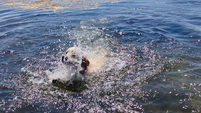 Джеки на озере смотреть онлайн