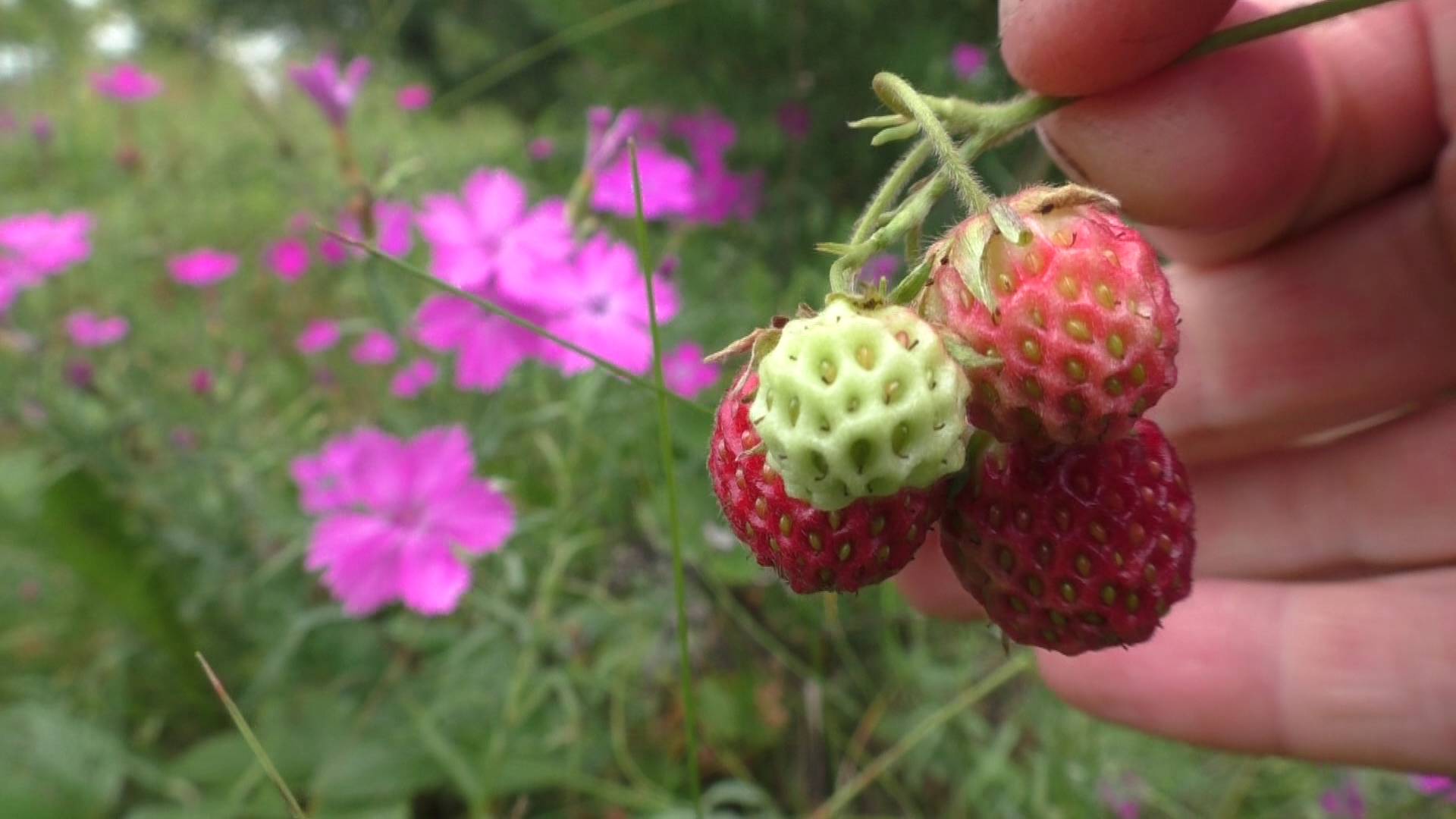 По ягоды и по рыбу! смотреть онлайн