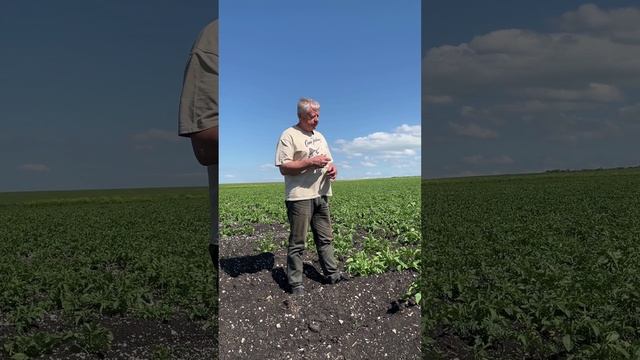 DokaGene (ДГТ). Сорт картофеля ПРАЙМ- рекомендации по выращиванию, обработке сорта смотреть онлайн