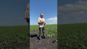 DokaGene (ДГТ). Сорт картофеля ПРАЙМ- рекомендации по выращиванию, обработке сорта