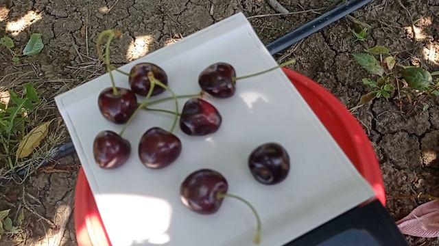 черешня Свитхарт смотреть онлайн