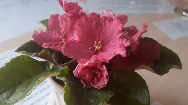 Неизвестная фиалочка