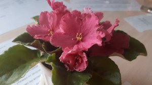 Неизвестная фиалочка