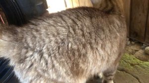 Мопеды сериал | Серия 656