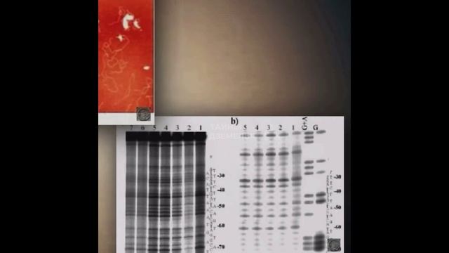 Фараон Эхнатон: Гибрид человека и инопланетянина смотреть онлайн