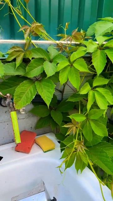 #italiano #coffee #coffeelover #coffeetime смотреть онлайн