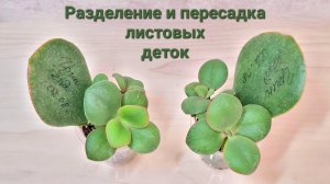 Разделение и пересадка листовых деток крассул