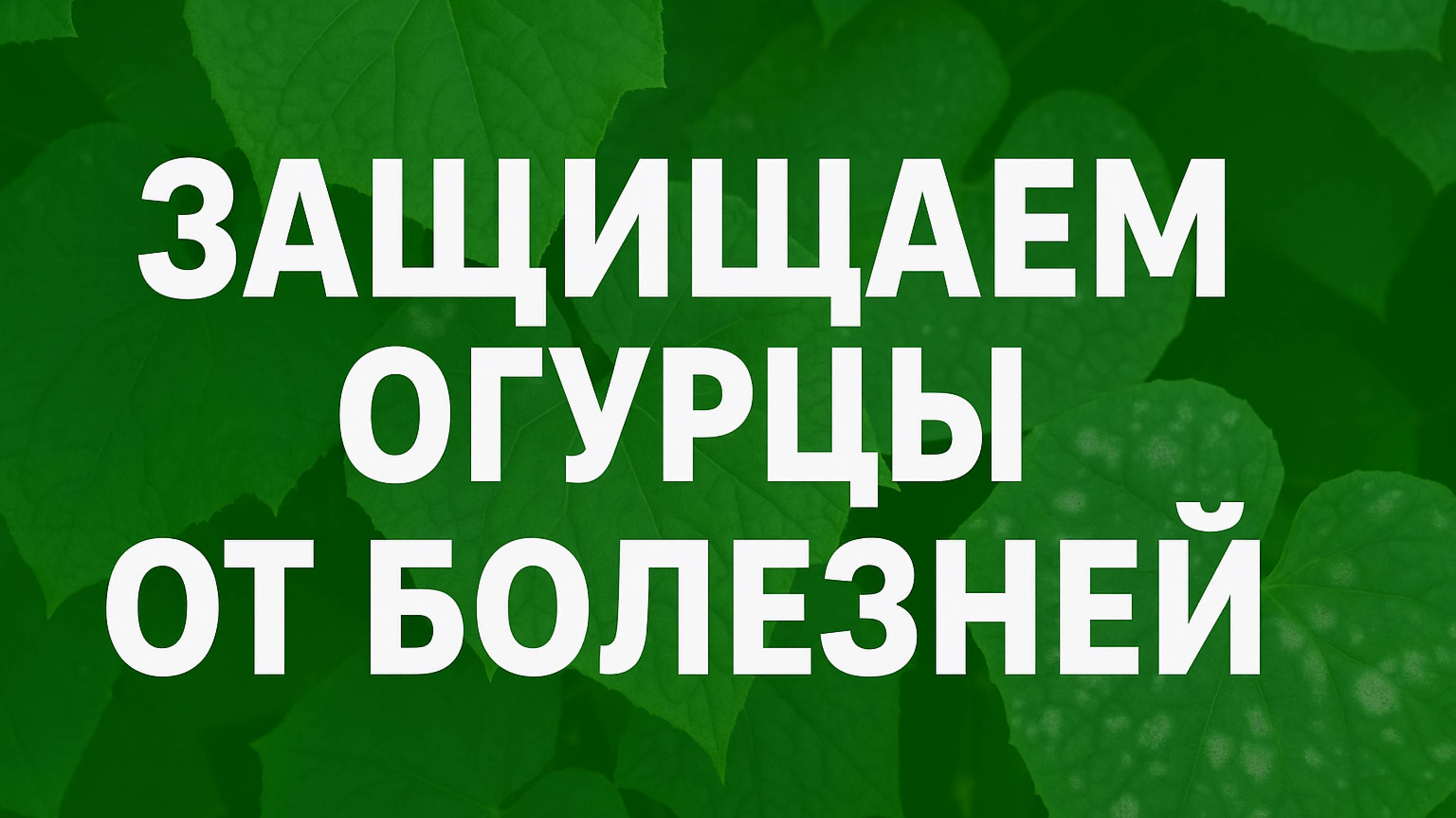 Защищаем огурцы от болезней. Мучнистая роса и др