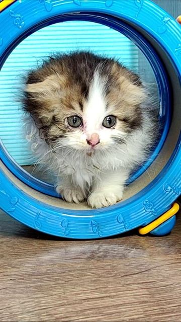 Котенок и барабан! 4k смотреть онлайн