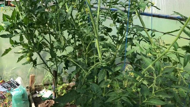 Обзор теплицы в середине июля. Что с моими помидорами. смотреть онлайн