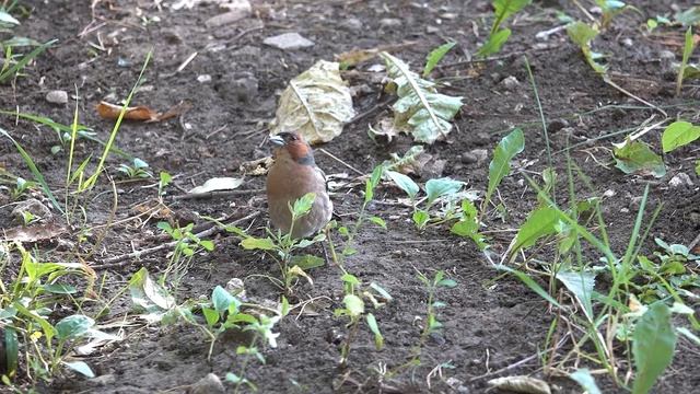 Зяблик поёт смотреть онлайн
