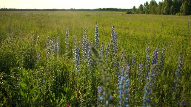 Музыка рождает желание исчезнуть среди природы - The Anthropic Cosmological Principle -- Ov Moi Omm