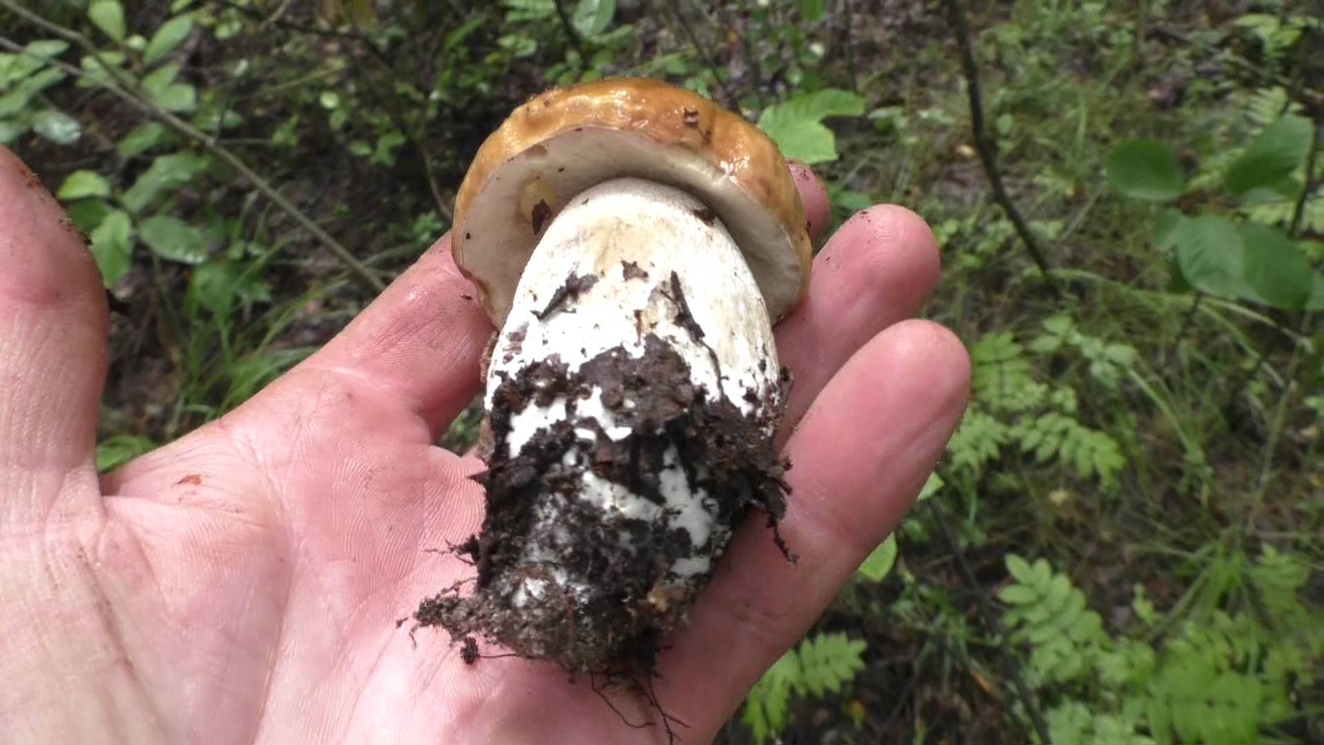 С утра в лес по грибы! Грибы и лес! смотреть онлайн