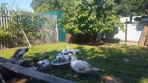 индоутки разведение