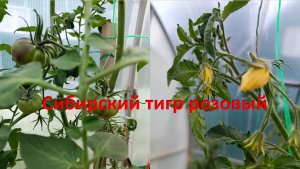 Томат Сибирский тигр розовый. Начало июля