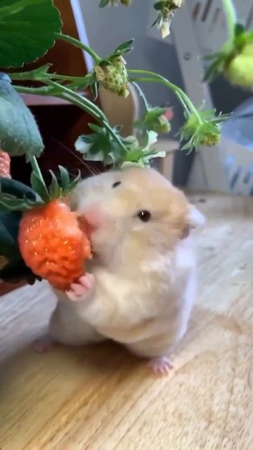 Хома хомячок