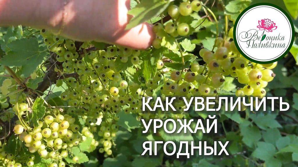 ЯГОДКИ ИЗ САДА смотреть онлайн