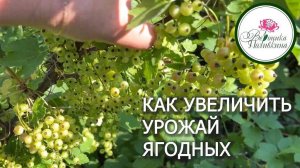 ЯГОДКИ ИЗ САДА