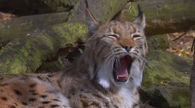 Рысь животное лесное в природе. Обязательно смотри рысь здесь. смотреть онлайн