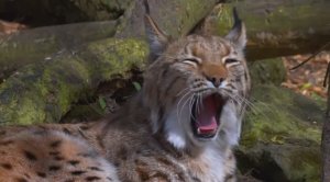 Рысь животное лесное в природе. Обязательно смотри рысь здесь.