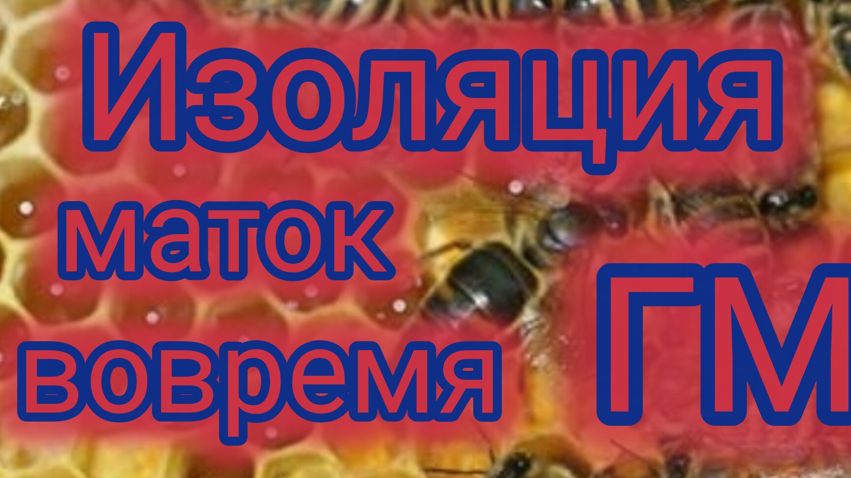 Изоляция маток вовремя ГМ🐝❤️ смотреть онлайн