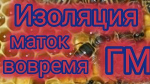 Изоляция маток вовремя ГМ🐝❤️