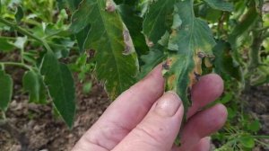 Альтернариоз томатов.