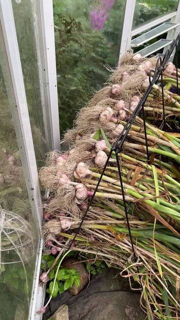 Как сушить чеснок в дождь смотреть онлайн