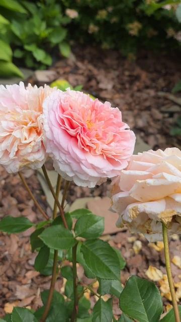 Доброе утро! Июль время перестать достигать и успеть насладиться достигнутым❤️ #ташамуляр смотреть онлайн