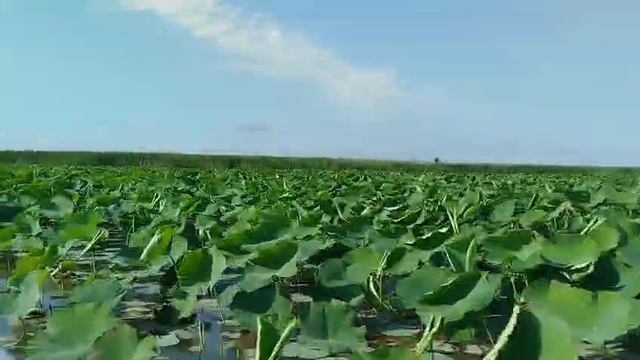 Что вас ждёт в Долине лотосов у Голубицкой смотреть онлайн