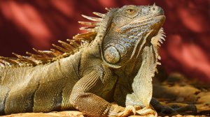 Ящерицы. Частная крокодиловая ферма Крокодилвиль. Екатеринбург. #сезонконтентаRUTUBE