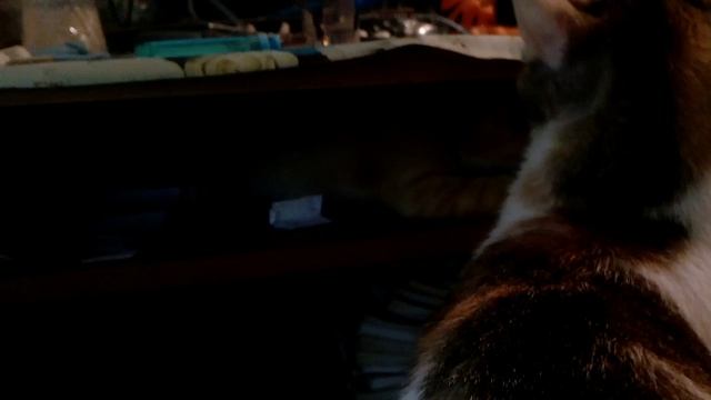 Котенок Рыжик залез в компьютерный стол смотреть онлайн