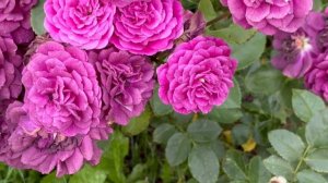 Розы. Роза Динки  и другие сорта роз. Обильное цветение.Июль 2025 г