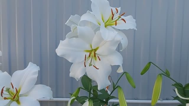 Гигантские белые лилии в нашем саду. смотреть онлайн