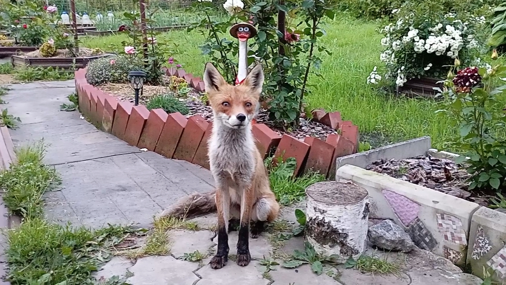 (1064) Лиса приходит в гости. Июль 2025 смотреть онлайн