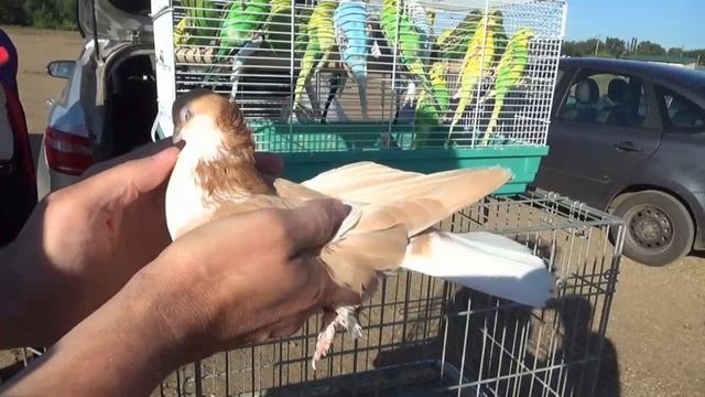 ЯРМАРКА ГОЛУБЕЙ В УФЕ 13 ИЮЛЯ 2025 ГОДА. смотреть онлайн